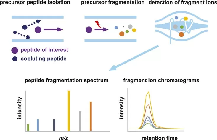 Schematic representation of parallel reaction monitoring (PRM) mass spectrometry